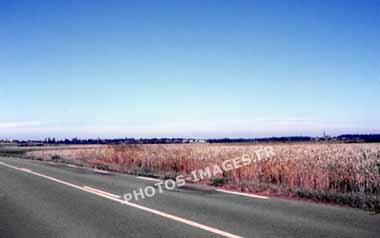 Ancienne photo d'une route de campagne sur une diapo 24x36 de 1960