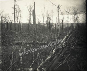 Bois de Loermont détruit par les bombardements
